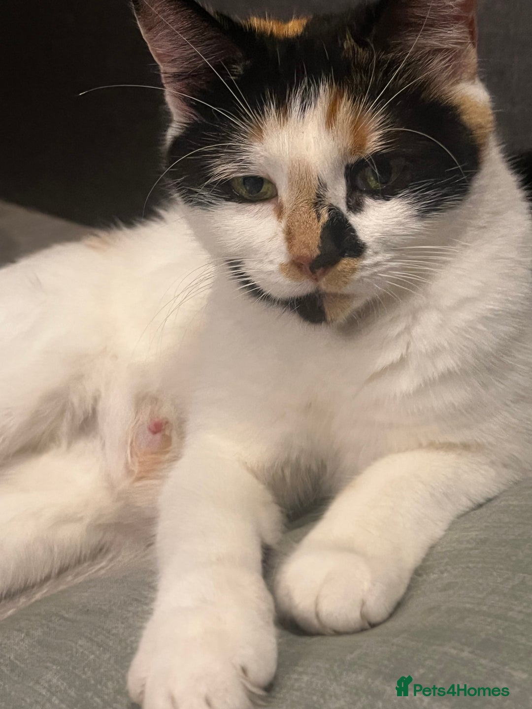Mixed Breed cats for sale: Perfect Kittens  - Image 6