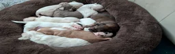 Mixed Breed dogs for sale: Adorable little bundles of joy!!  in Margate - Advert 26
