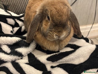 Mini Lop rabbits Beautiful mini lop doe - Advert 16