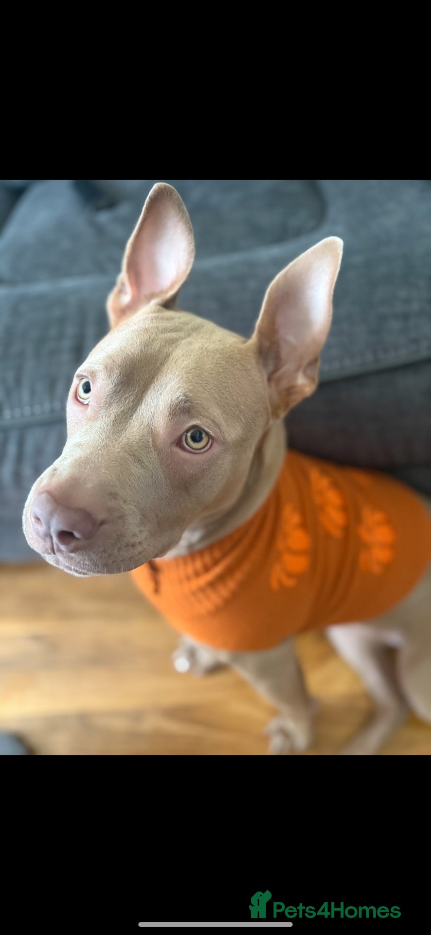Mixed Breed dogs 1year old pocket / staff , sadie - Advert 1