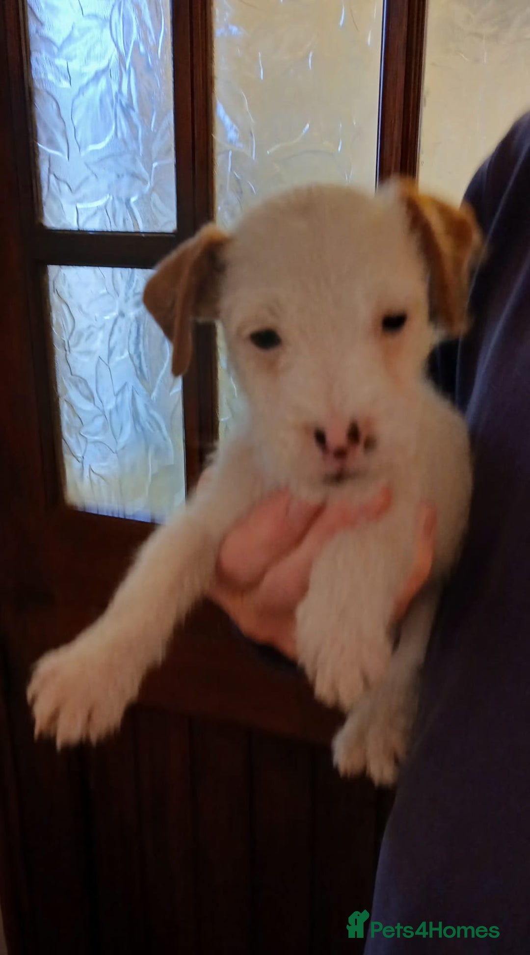 Jack Russell dogs for sale: Jack Russell  puppies - Advert 8