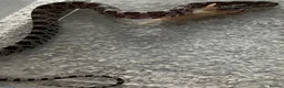 Corn Snake reptiles for sale: Baby Corn Snakes 🐍  - Advert 6