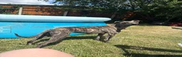 Whippet dogs for sale: Whippet bitch for Sale in Doncaster - Advert 2