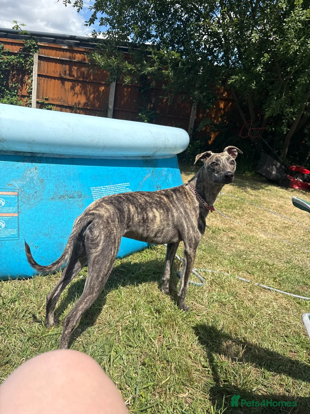 Whippet dogs for sale: Whippet bitch for Sale in Doncaster - Advert 2