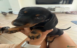 Miniature Dachshund dogs for sale: Last boy ready for new home Mini Dachshund  - Image 3