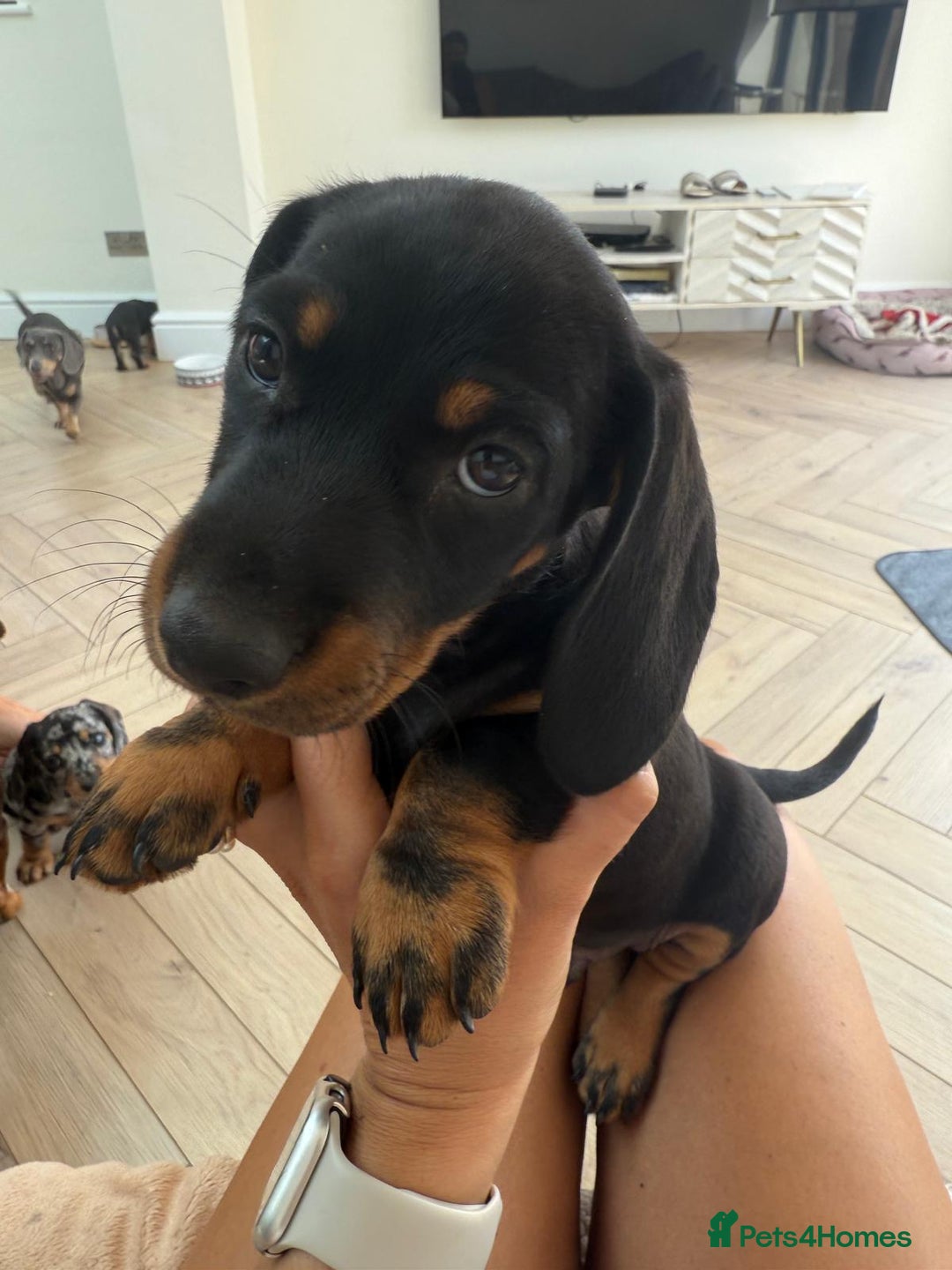Miniature Dachshund dogs for sale: Last boy ready for new home Mini Dachshund  - Image 3
