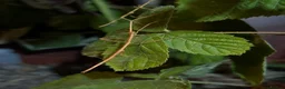 Mixed Breed invertebrates for sale: Mantis, stick insects, assassin bugs, grasshoppers - Advert 11