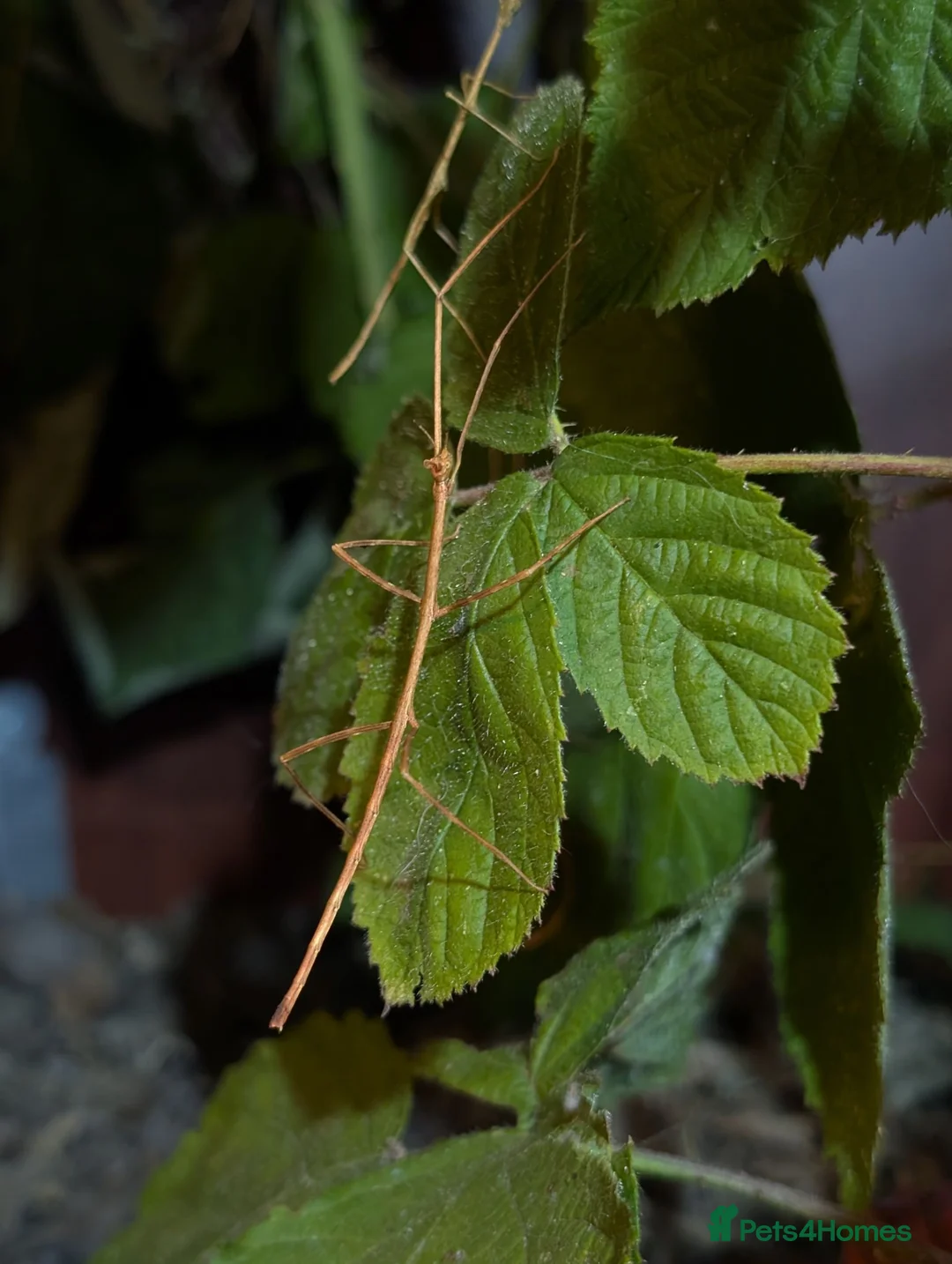 Mixed Breed invertebrates for sale: Mantis, stick insects, assassin bugs, grasshoppers - Advert 11