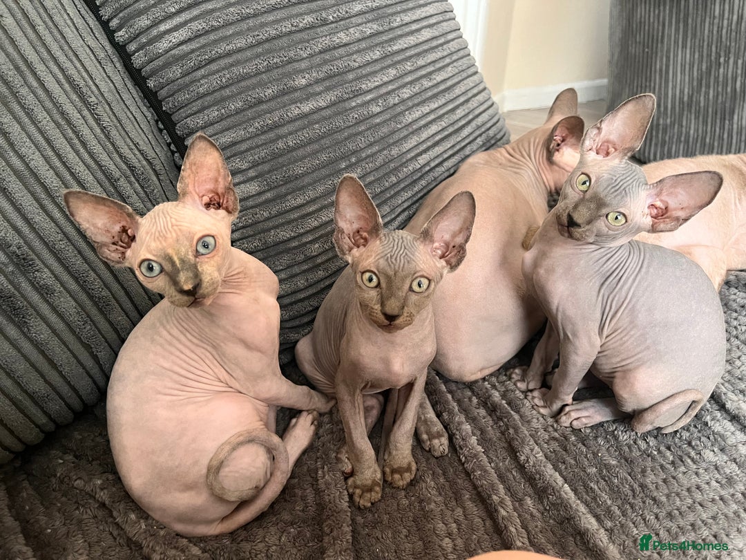 Sphynx cats for sale: 🌟Beautiful sphynx Ready for their new homes 🌟 - Image 16