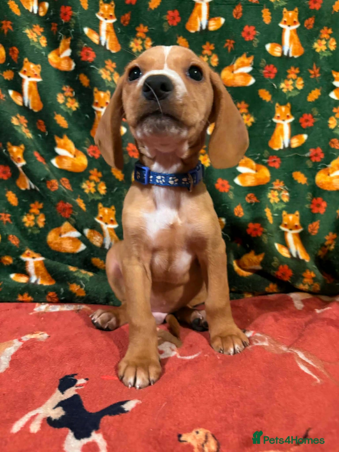 Mixed Breed dogs for sale: Show Cocker Spaniel x Dachshund puppies ready now - Advert 10