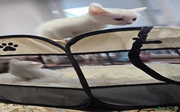 British Shorthair cats for sale: x6 Gorgeous Kittens looking for forever homes - Image 8