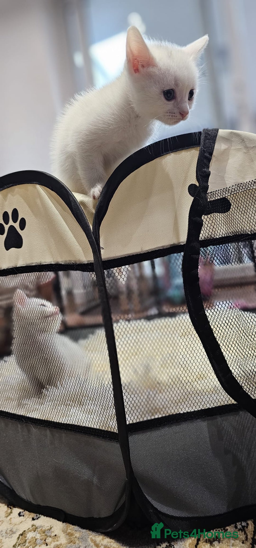 British Shorthair cats for sale: x6 Gorgeous Kittens looking for forever homes - Image 8