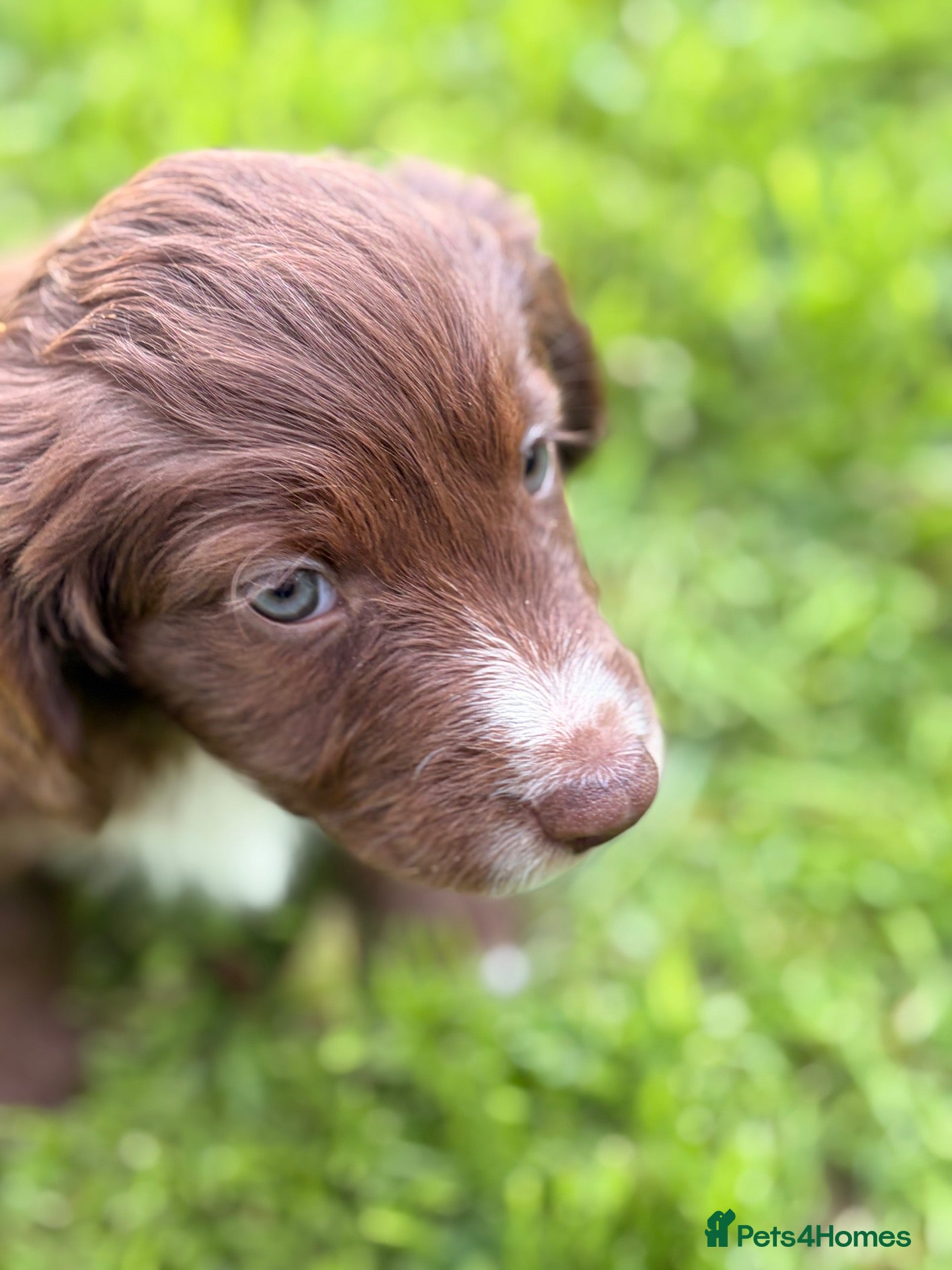 Mixed Breed dogs BEAUTIFUL COCKER X COLLIE PUPS - Advert 3