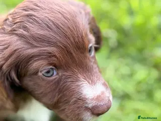 Mixed Breed dogs BEAUTIFUL COCKER X COLLIE PUPS - Advert 3