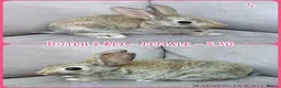 Mixed Breed rabbits for sale: Dutch x Rex Baby Rabbits - Advert 24