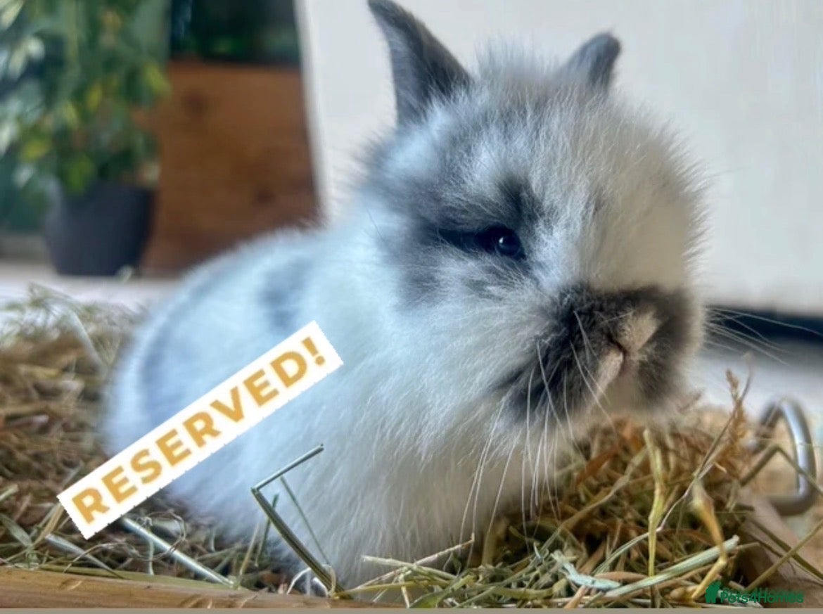 Lionhead rabbits for sale: 🐇Beautiful LionHead Rabbits 🐇 - Advert 9