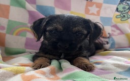 Border Terrier dogs for sale: Stunning KC Registered Border Terrier Pups - Image 4