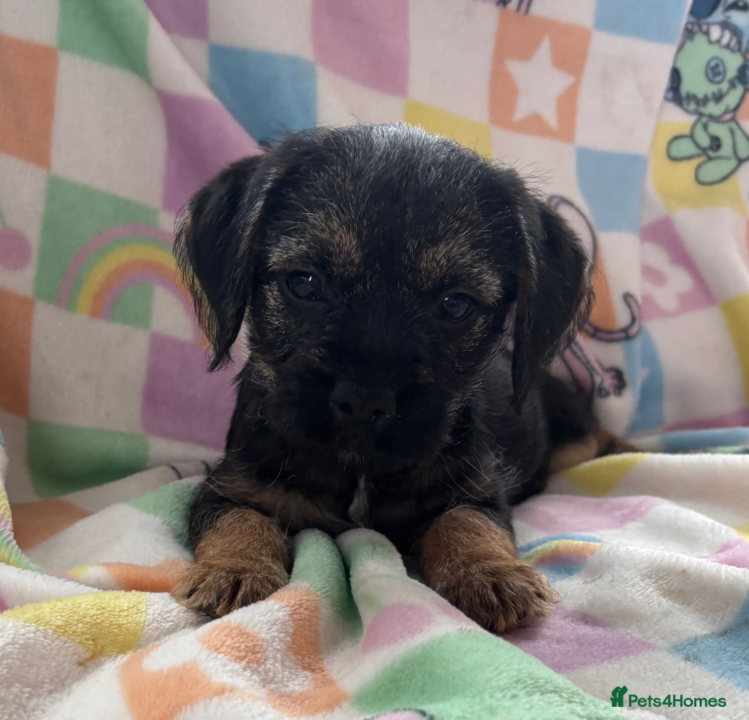 Border Terrier dogs for sale: Stunning KC Registered Border Terrier Pups - Image 4