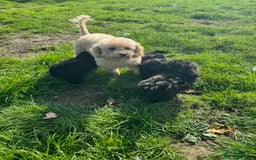 Poochon dogs for sale:  F1b poochon pups health tested parents licensed  - Image 13