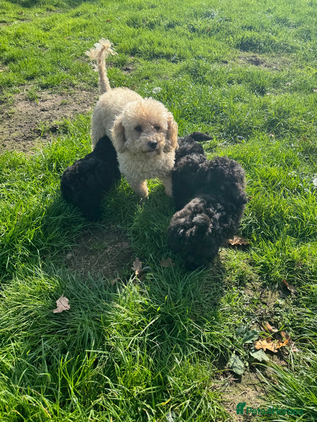 Poochon dogs for sale:  F1b poochon pups health tested parents licensed  - Image 13