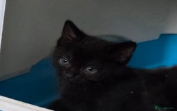 Mixed Breed cats for sale: Kittens  - Image 9