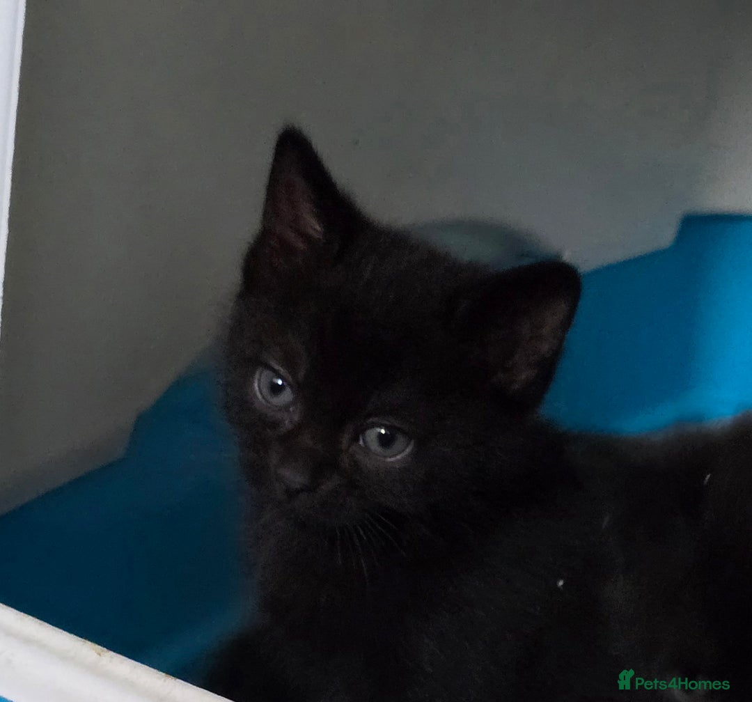 Mixed Breed cats for sale: Kittens  - Image 9