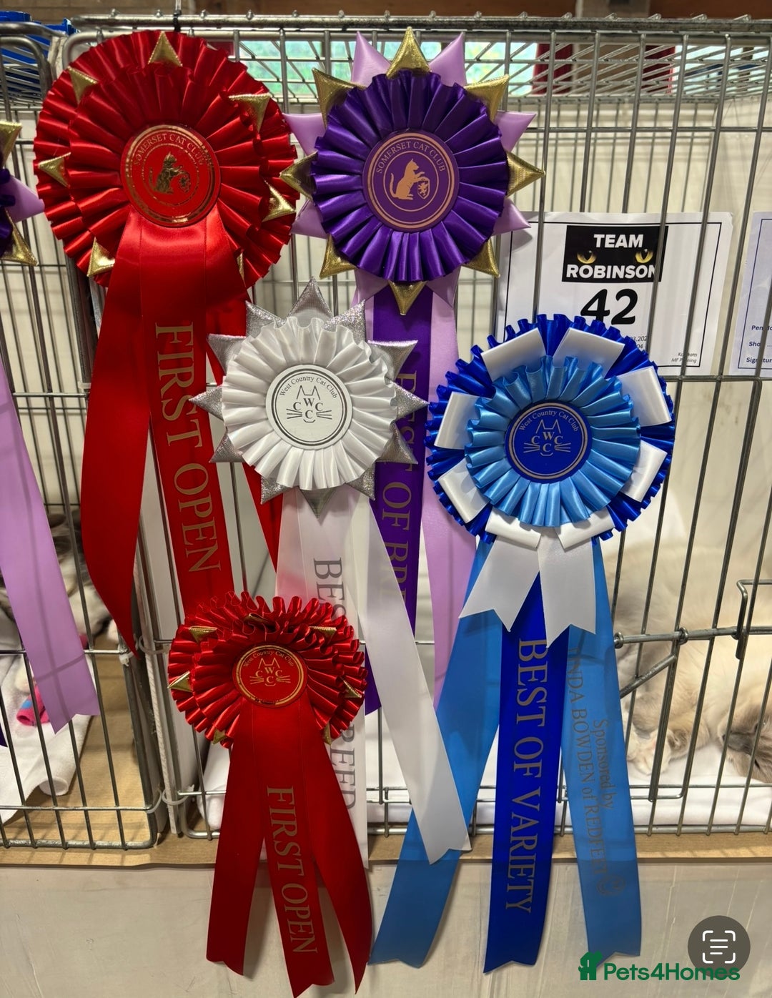 Ragdoll cats for sale:  gccf blue mitted girl simply stunning  - Advert 16