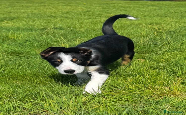 Border Collie dogs - Advert 6