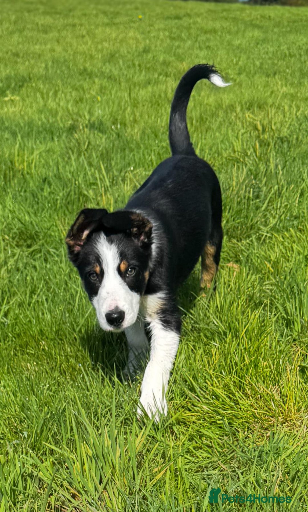 Border Collie dogs for sale: Lovely Boy looking for forever home  - Image 1