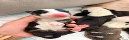 English Bull Terrier dogs for sale: English bullterrier quality puppies  - Advert 13