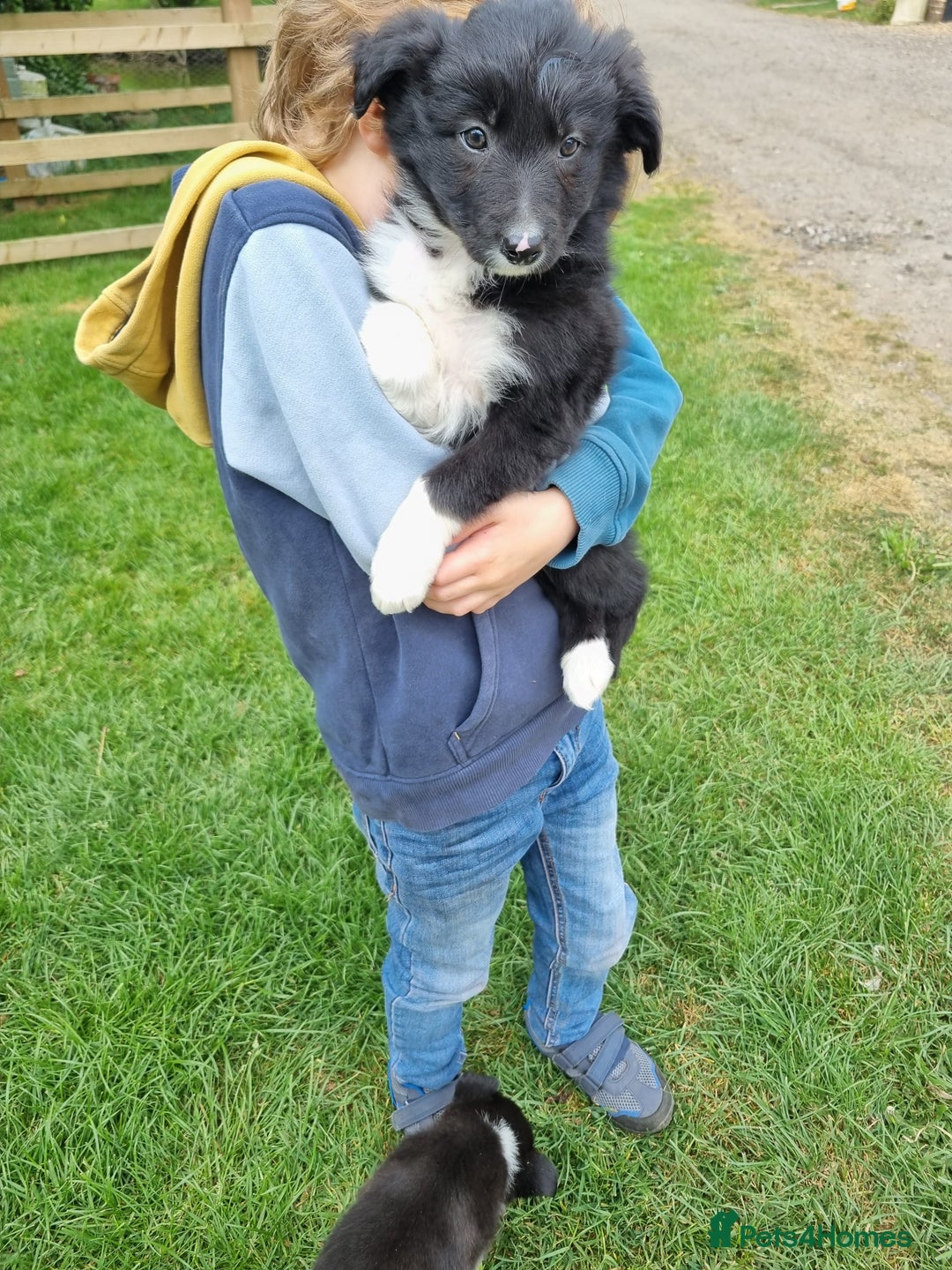 Border Collie dogs for sale: Pedigree Border Collie Puppies in Northampton - Image 4