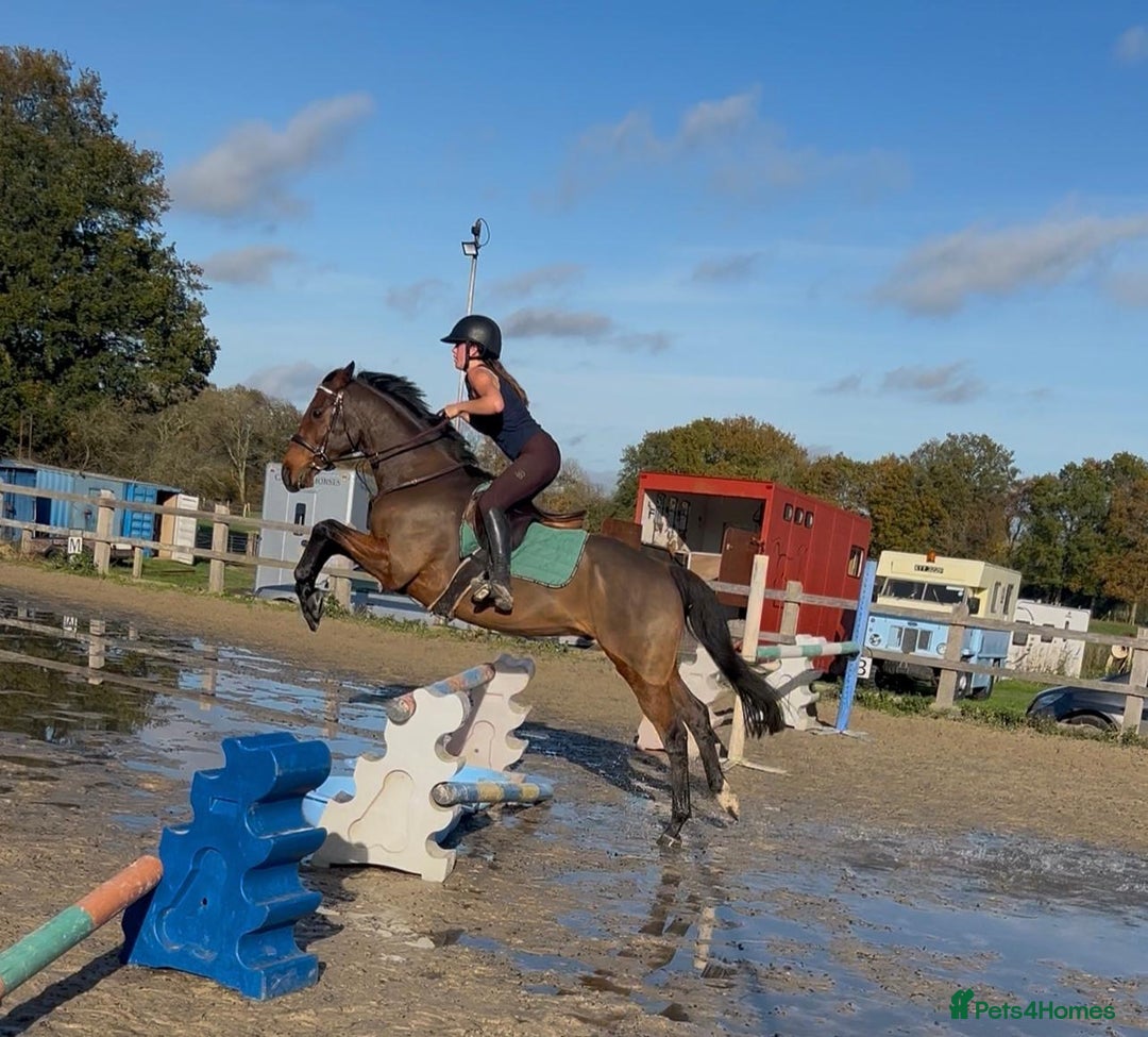 English Thoroughbred horses for sale: Super safe alrounder gelding  - Advert 1