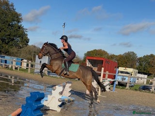 English Thoroughbred horses Super safe alrounder gelding - Advert 1
