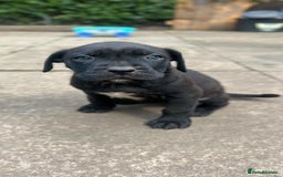 Mixed Breed dogs for sale: Wf17 7JH  - Image 3