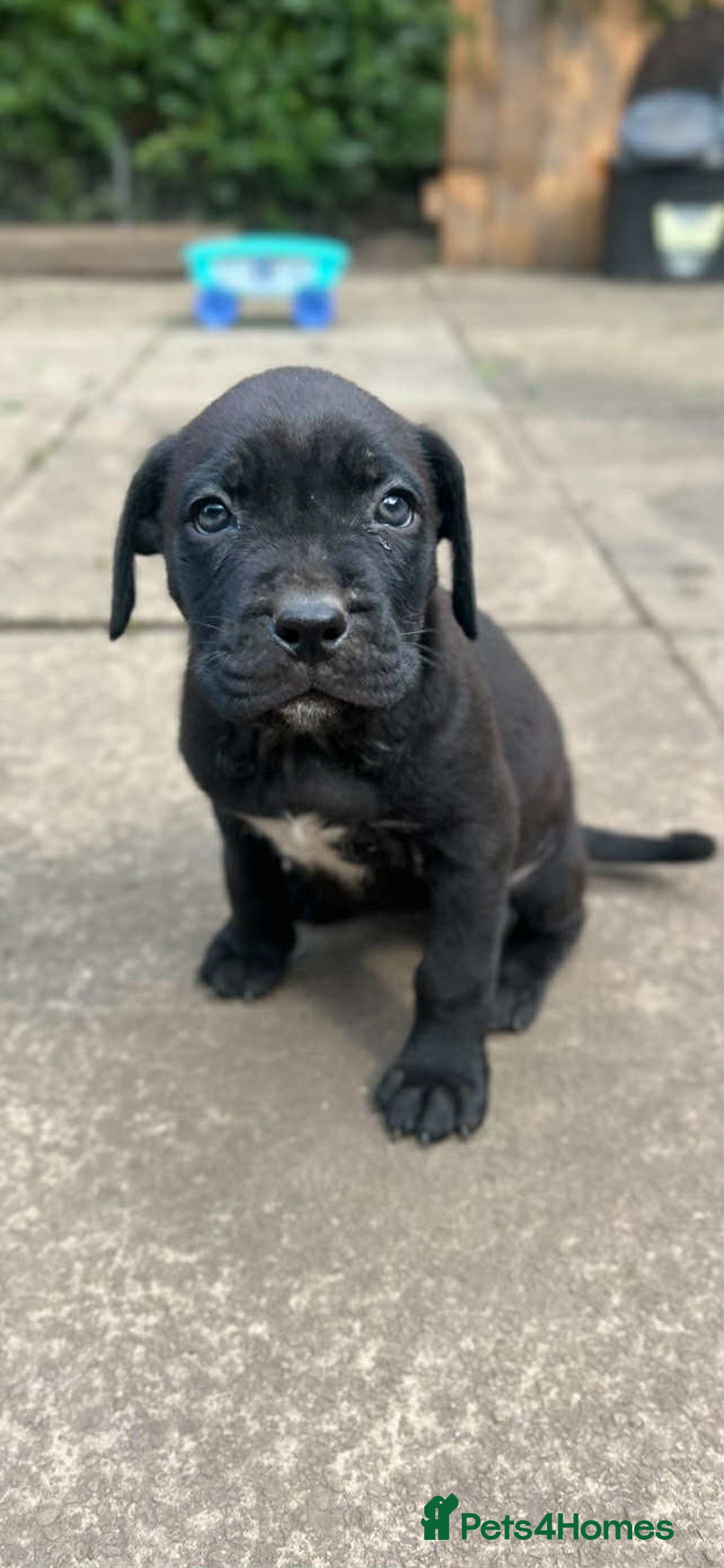 Mixed Breed dogs for sale: Wf17 7JH  - Image 3