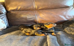 Dachshund dogs for sale: Beautiful standard dachshund puppies ❤️ - Image 16