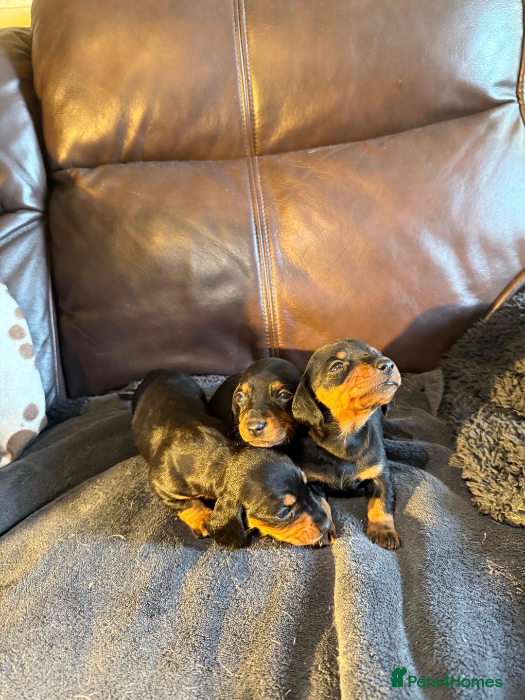 Dachshund dogs for sale: Beautiful standard dachshund puppies ❤️ - Image 16