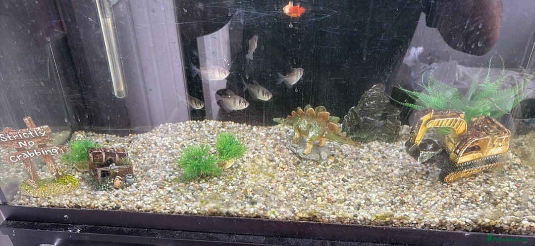 Other/Mixed Breed fish for sale: Fish & everything included  - Image 2