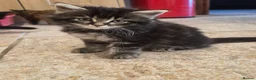 Mixed Breed cats for sale: Kittens, kittens, kittens!!!!!! - Advert 3