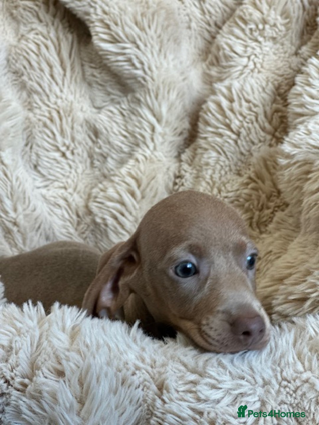 Miniature Dachshund dogs for sale: Stunning ISABELLA miniature dachshunds  - Advert 9