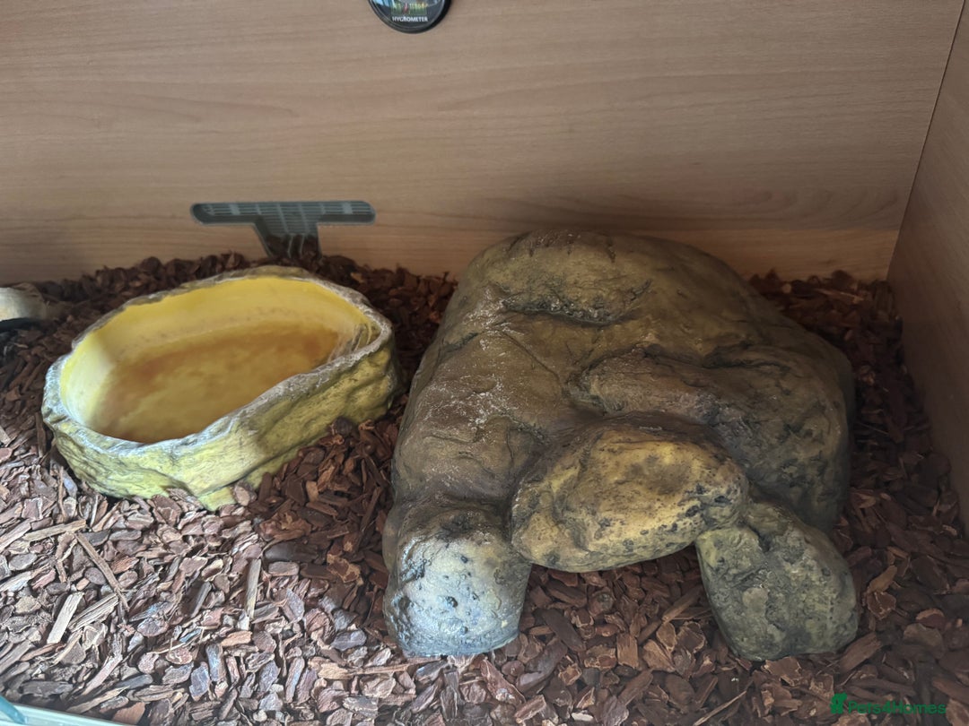 Python Snake reptiles for sale: Male Banana/caramel royal python with full set up  - Image 9