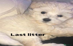 Maltipoo dogs for sale: Stunning Maltipoo babies  - Advert 5