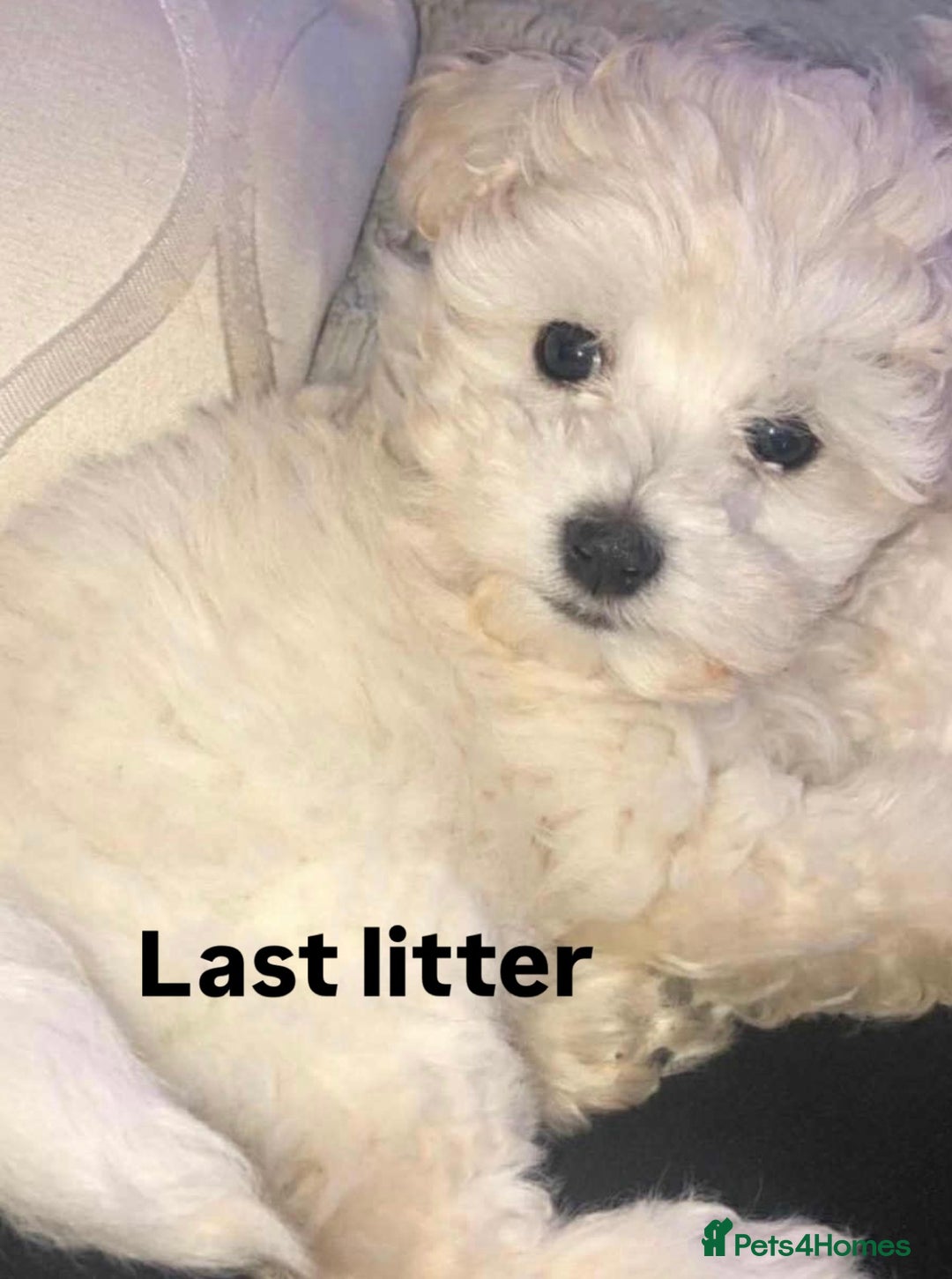 Maltipoo dogs for sale: Stunning Maltipoo babies  - Advert 5