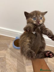chocolate calico normal legs