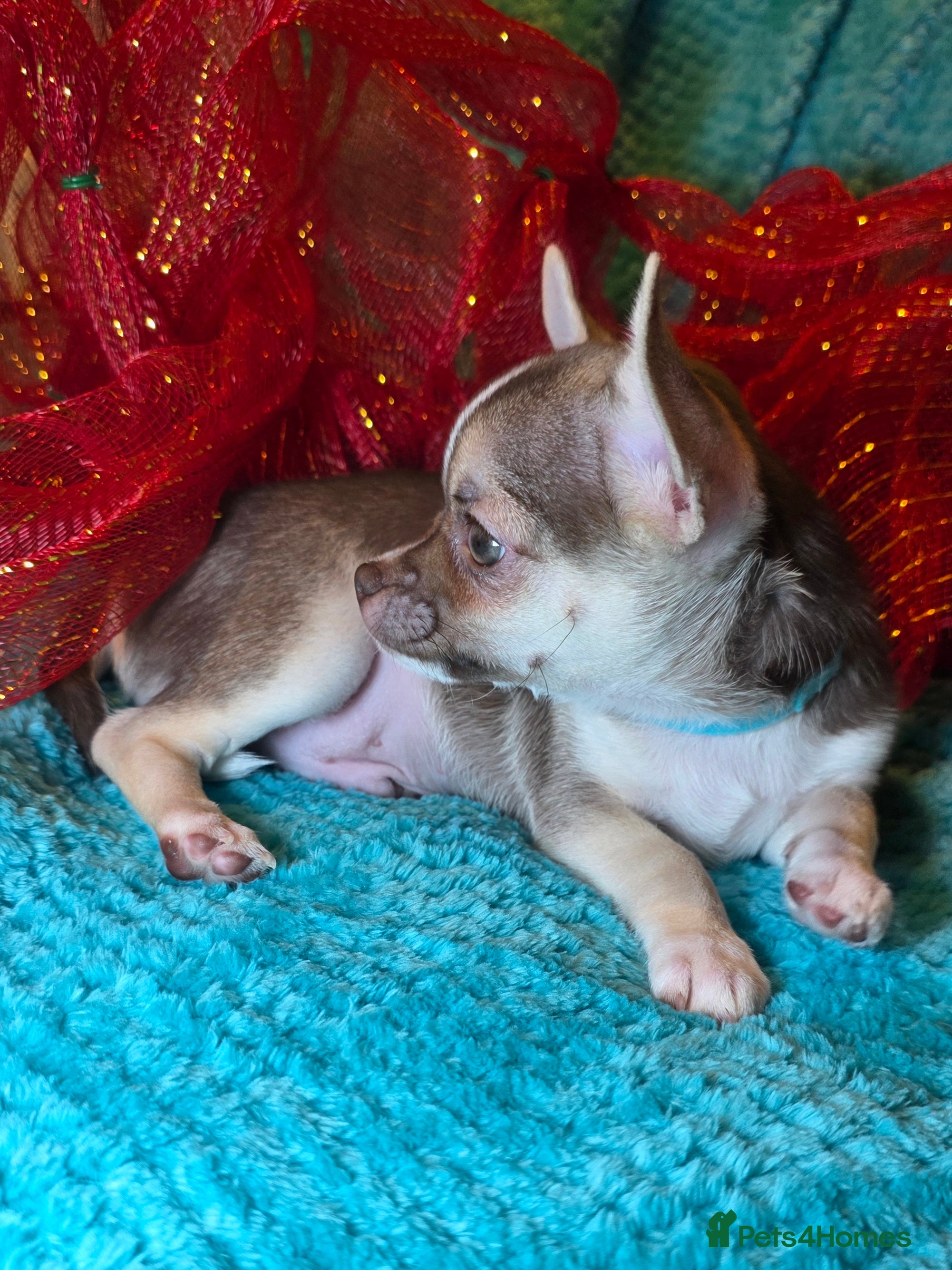 Chihuahua dogs Chihuahua Puppies READY TO GO  - Advert 5