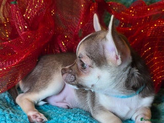 Chihuahua dogs Chihuahua Puppies READY TO GO - Advert 2