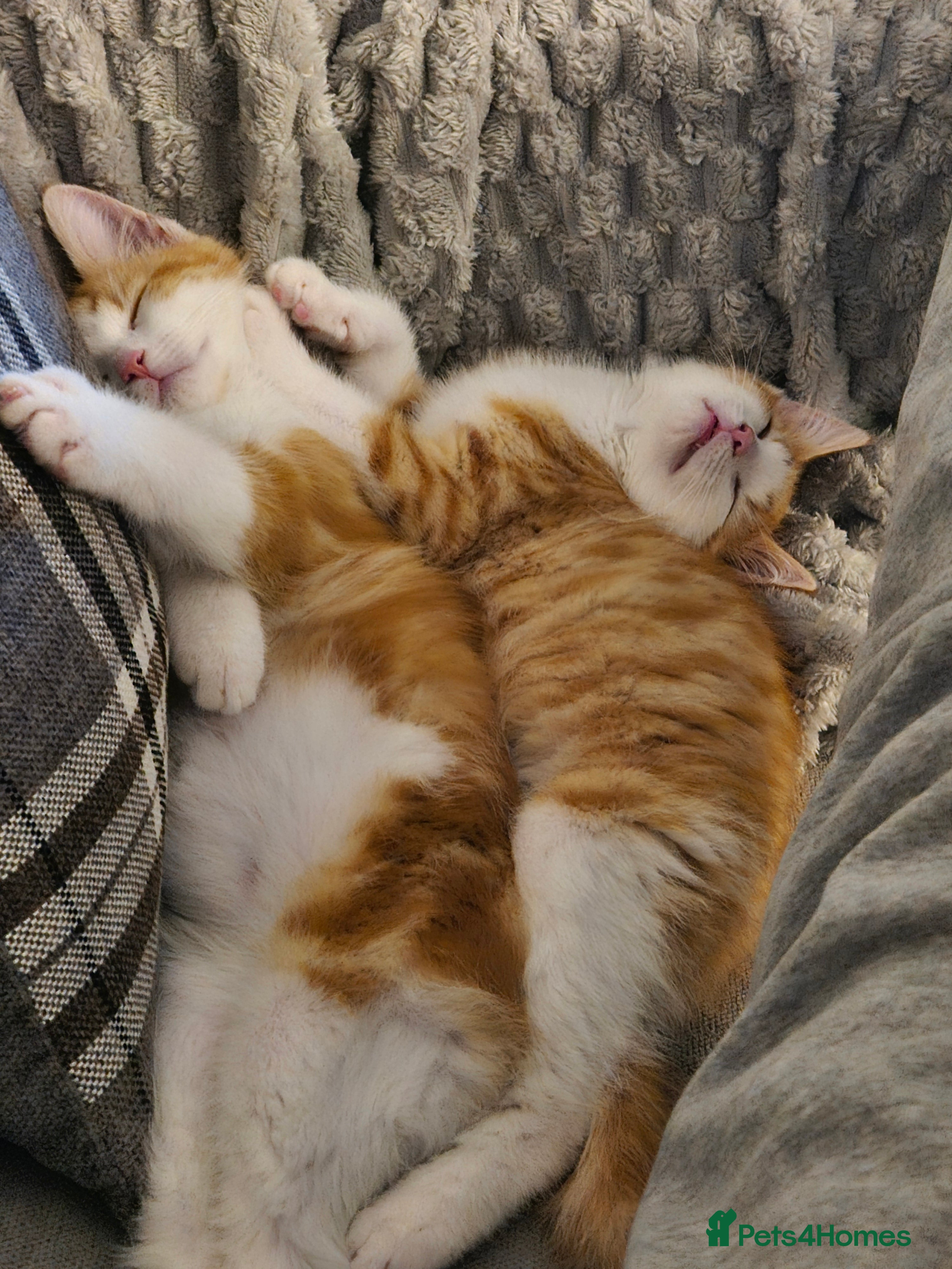 Mixed Breed cats 2 male ginger tabby kittens - Advert 3