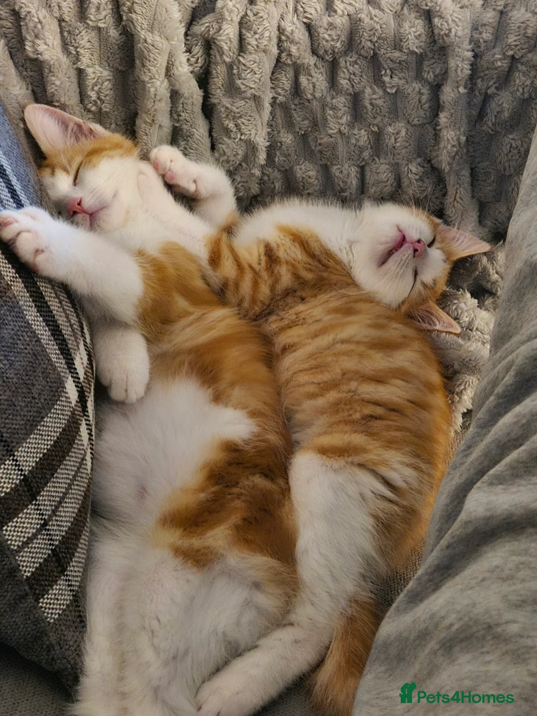 Mixed Breed cats for sale: 2 male ginger tabby kittens - Advert 1
