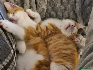 Mixed Breed cats 2 male ginger tabby kittens - Advert 3