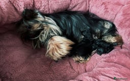 Yorkshire Terrier dogs for sale: Yorkshire terrier Tea cup puppies 480g at 8 weeks - Image 16